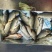 鲤鱼食用1~2公斤