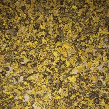 野菊花颗粒