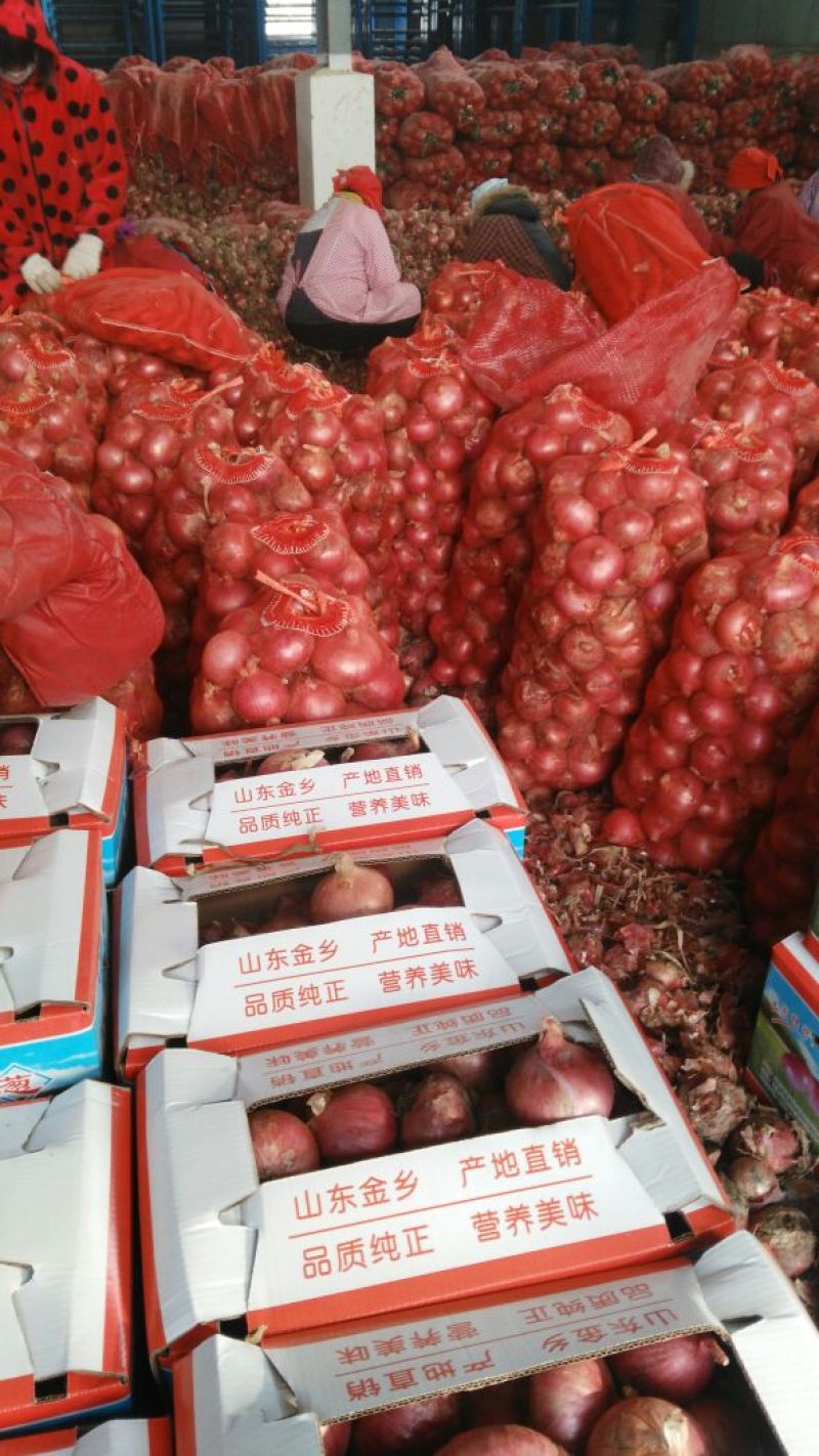 红皮洋葱8厘米以上