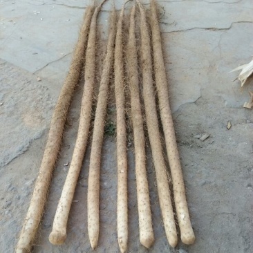 铁棍山药3~4厘米70厘米以上特级