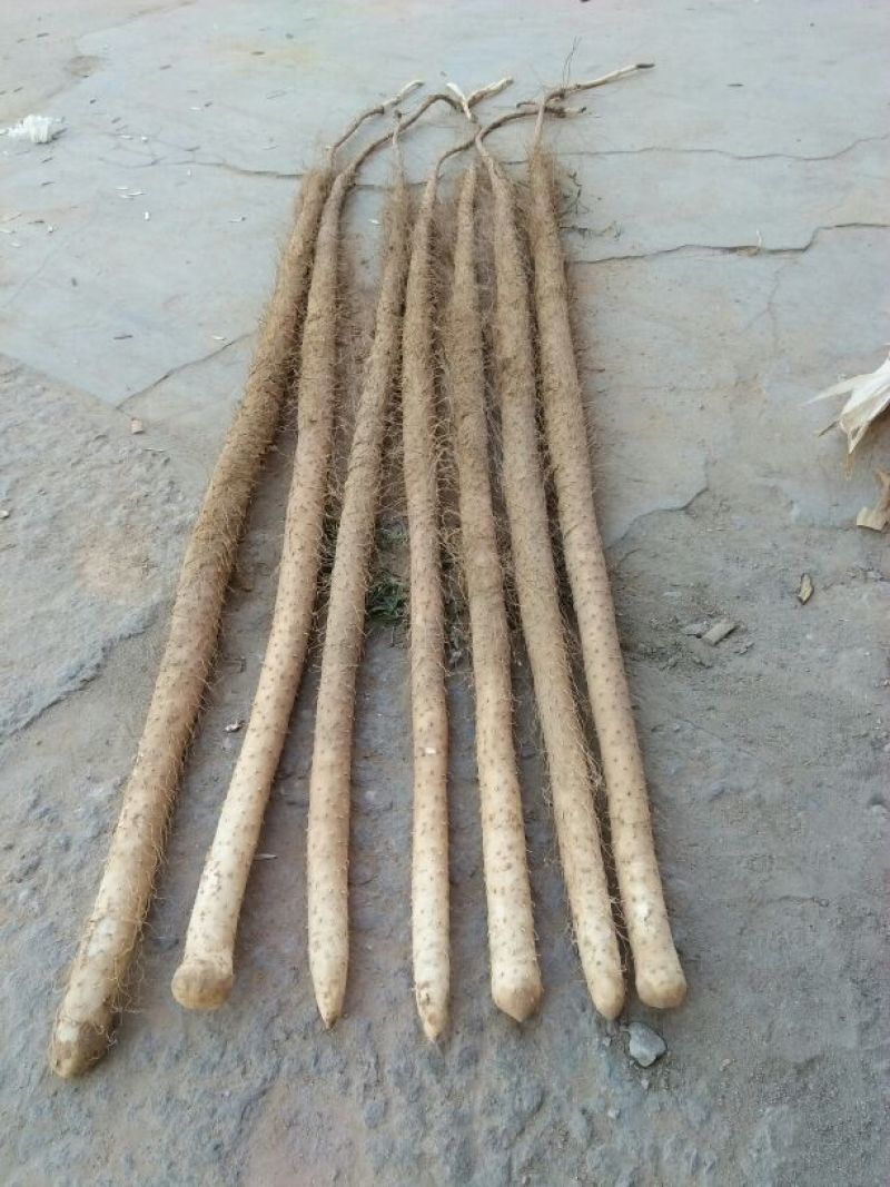 铁棍山药3~4厘米70厘米以上特级