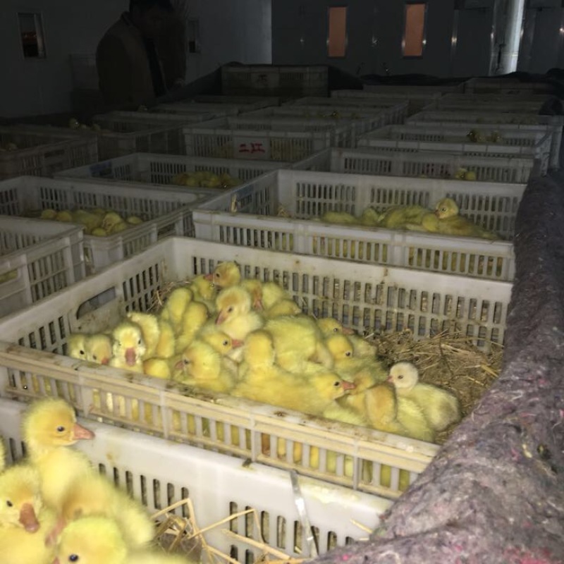 狮头鹅苗