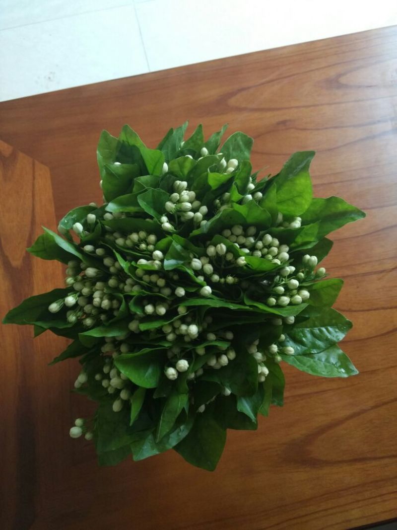 鲜切茉莉花