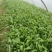越冬菠菜15~20厘米