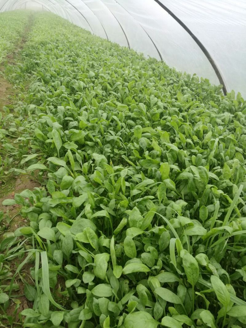 越冬菠菜15~20厘米