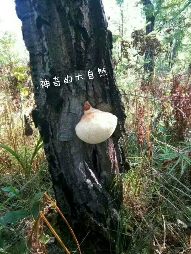 猴头菇
