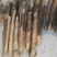 精品九斤黄山药湖北襄阳产区