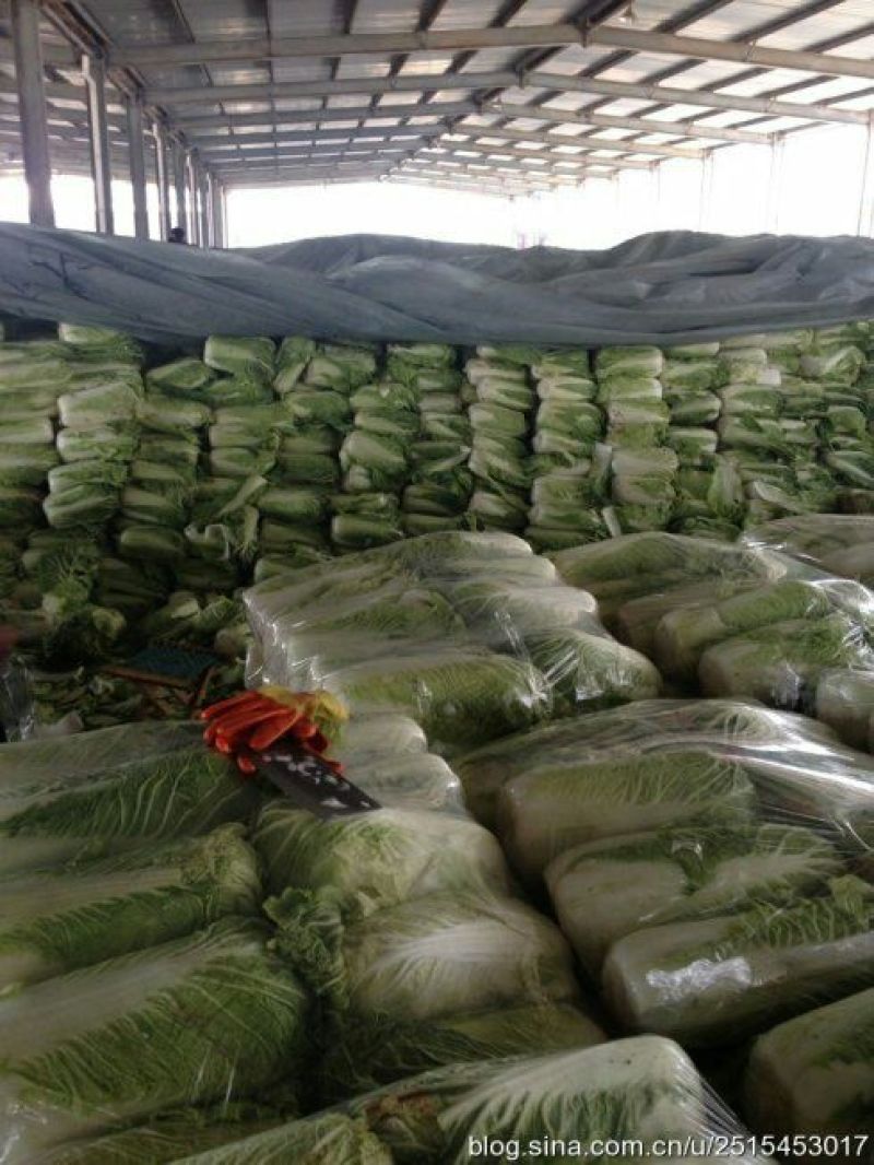 北京新三号白菜大量供应