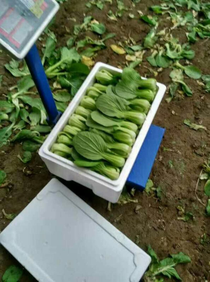 美冠35~40厘米以上