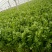 法国皇后芹菜50cm以上