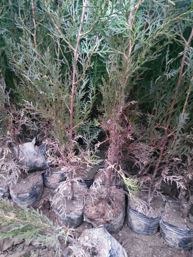 侧柏4cm以下