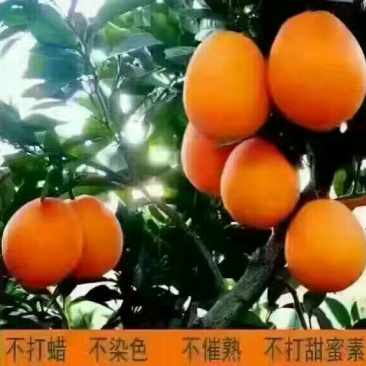 2025秭归脐橙长虹脐橙手剥橙冬橙汁多皮细香甜可口