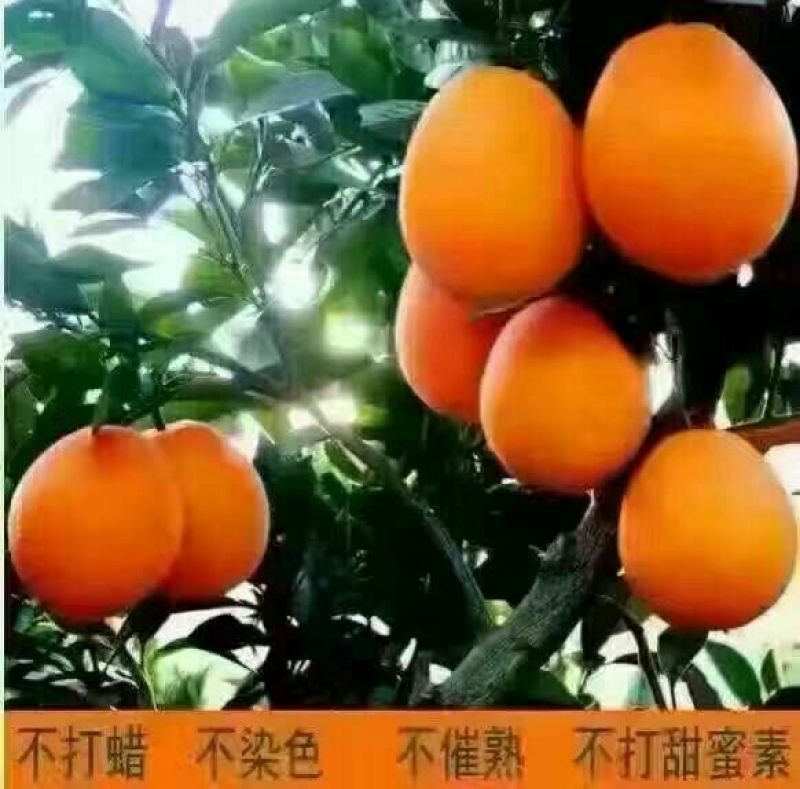 2025秭归脐橙长虹脐橙手剥橙冬橙汁多皮细香甜可口