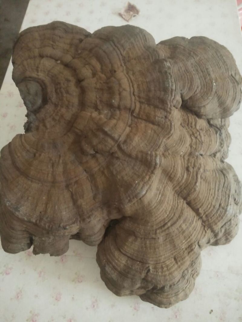 阴沉芝，埋于地下几百上千年乃乌木上所结，线上交易有保障。
