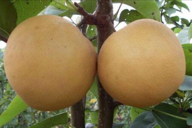 秋月梨树苗品种纯正，保湿发货死苗补发