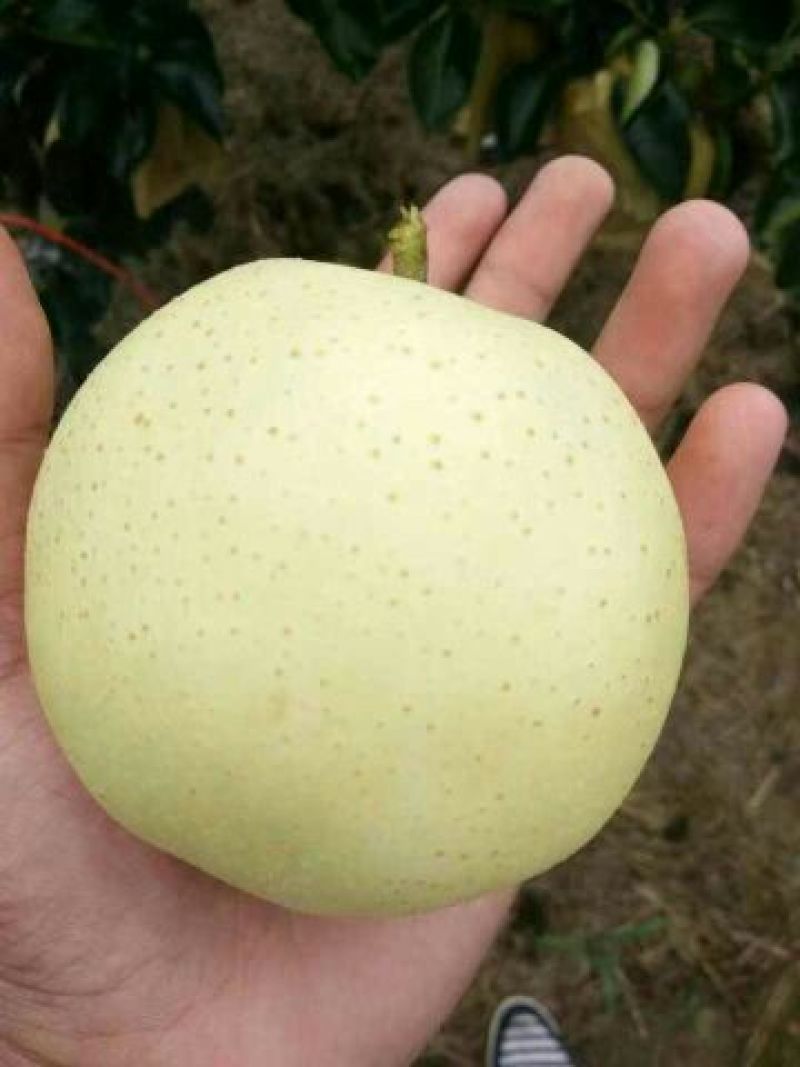 黄金梨400~450g纸袋