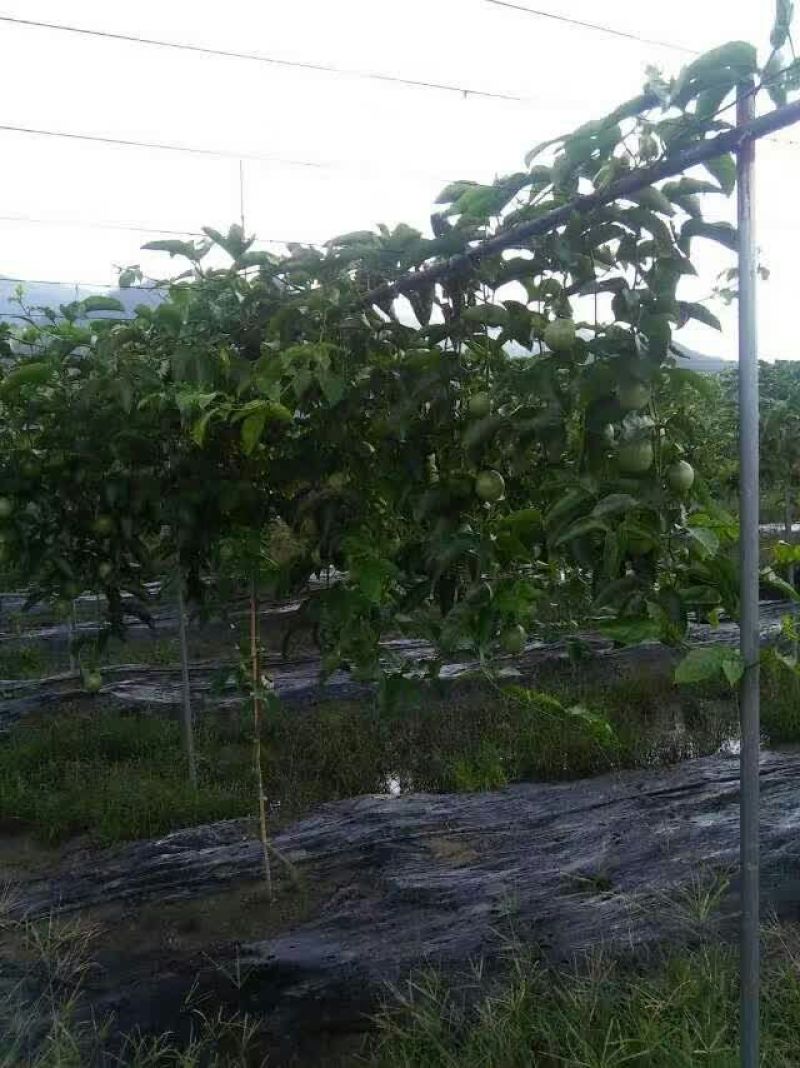 百香果紫果70~80g