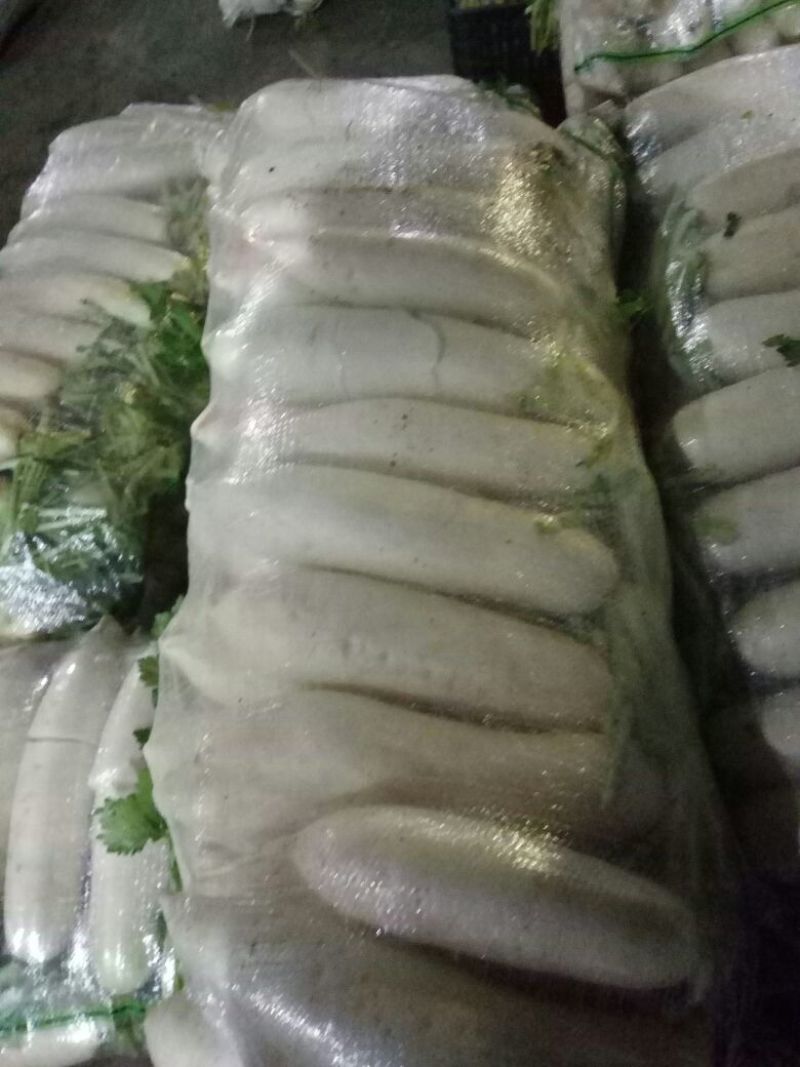 白萝卜1.5~2斤起