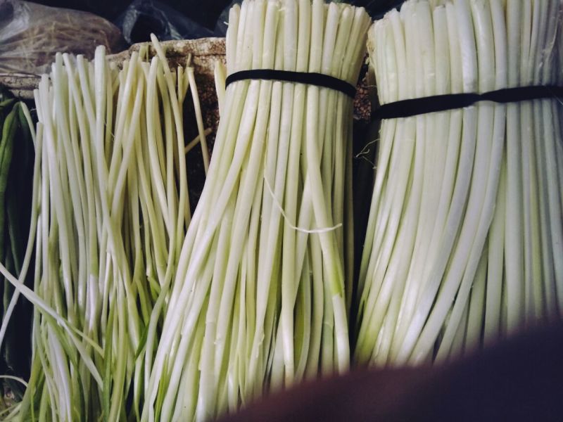 韭黄头茬30~40公分