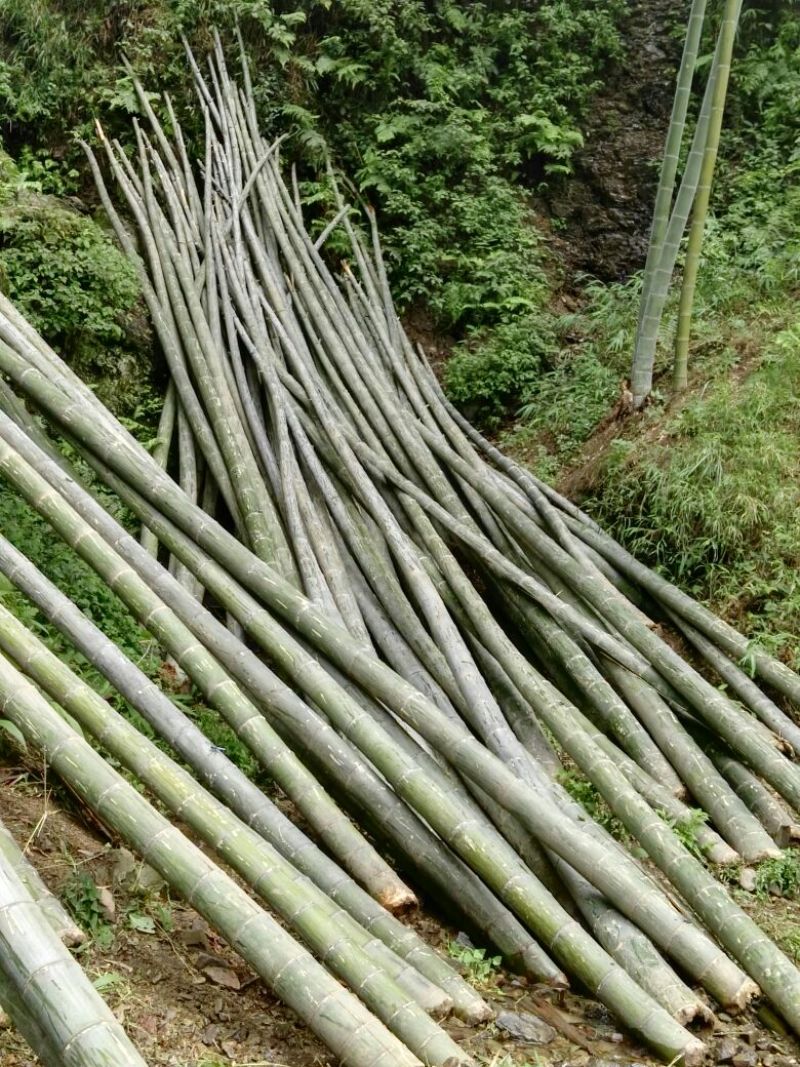 竹子15~16m