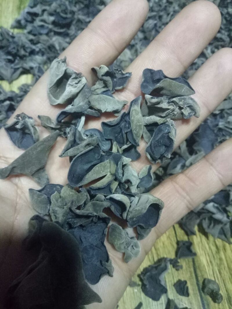 秋耳特级
