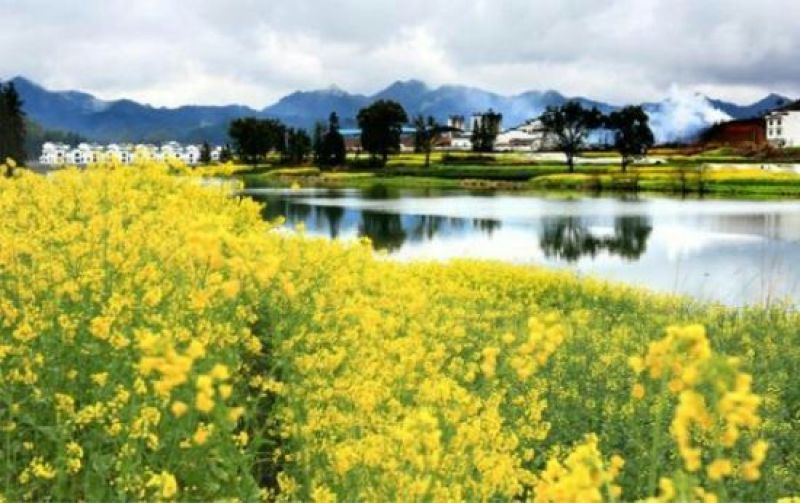 压榨菜籽油