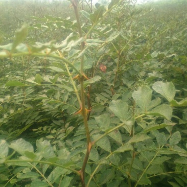 直销大红袍花椒苗200万棵，量大优惠，量少可保湿发货。