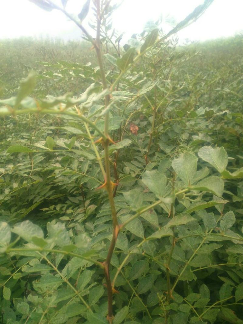 直销大红袍花椒苗200万棵，量大优惠，量少可保湿发货。
