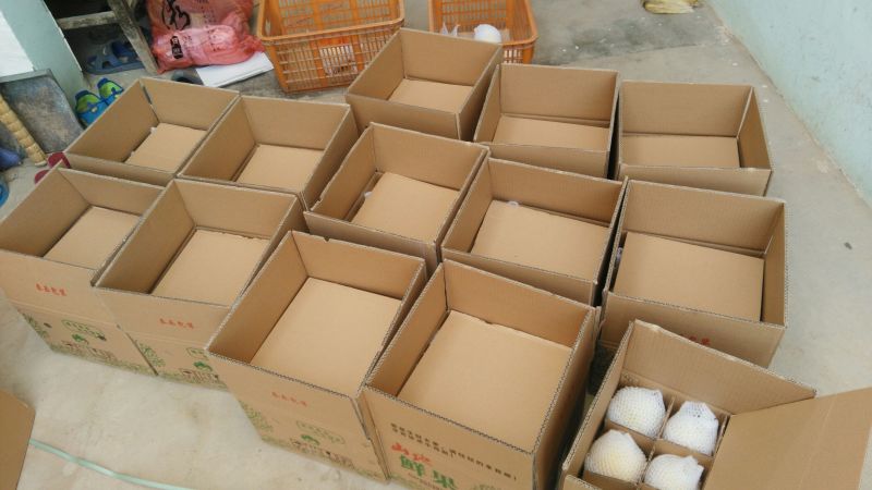 酥梨500~550g光果