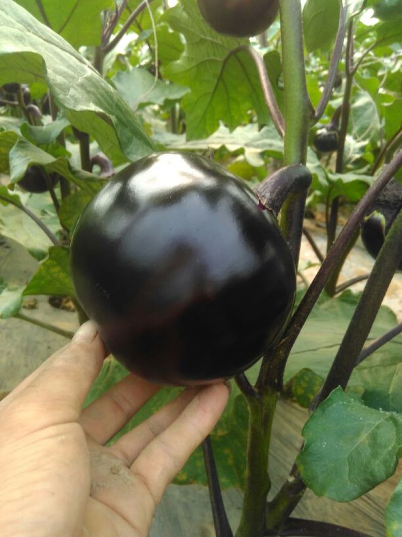 紫光圆茄5两以上质量好种植面积大好吃没籽