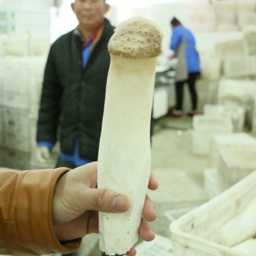 杏鲍菇三级