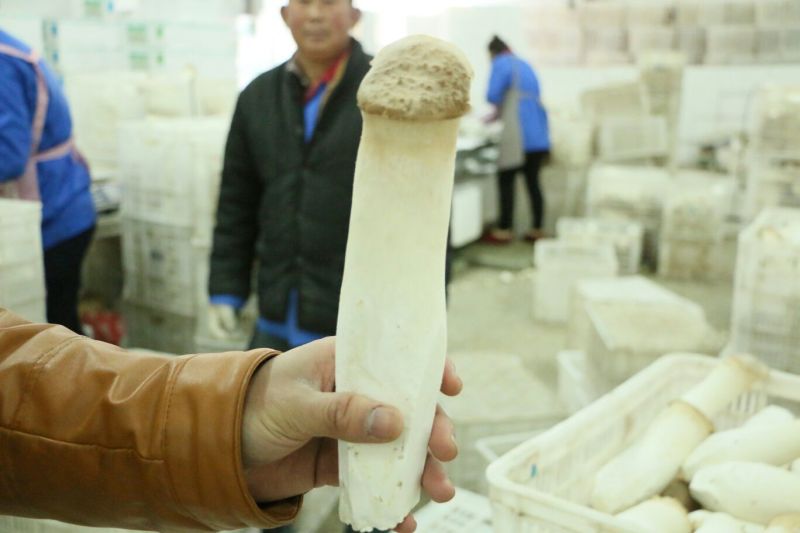 杏鲍菇三级
