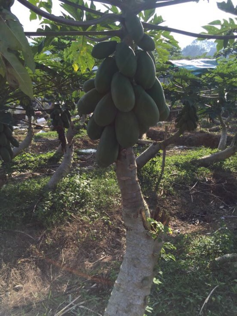 大青木瓜