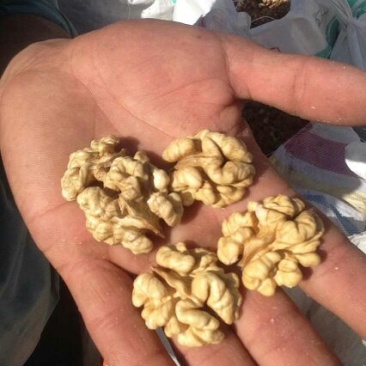 新疆185核桃25mm以下去皮