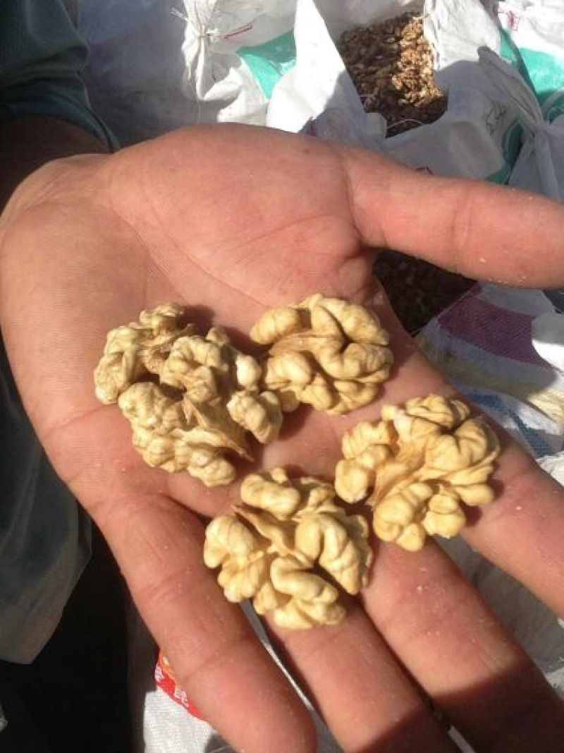 新疆185核桃25mm以下去皮