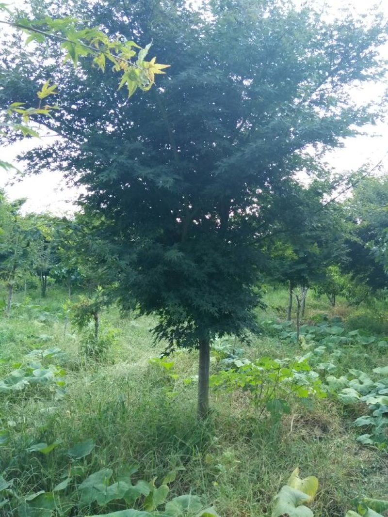 鸡爪槭苗80~100cm