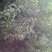 嫁接各种李子品种苗，粗0.8起，统苗，薄膜包装！
