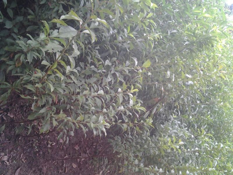 嫁接各种李子品种苗，粗0.8起，统苗，薄膜包装！