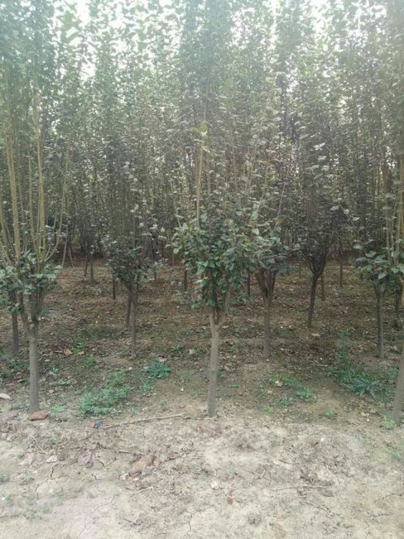 西府海棠6~8cm4~6cm4~6cm