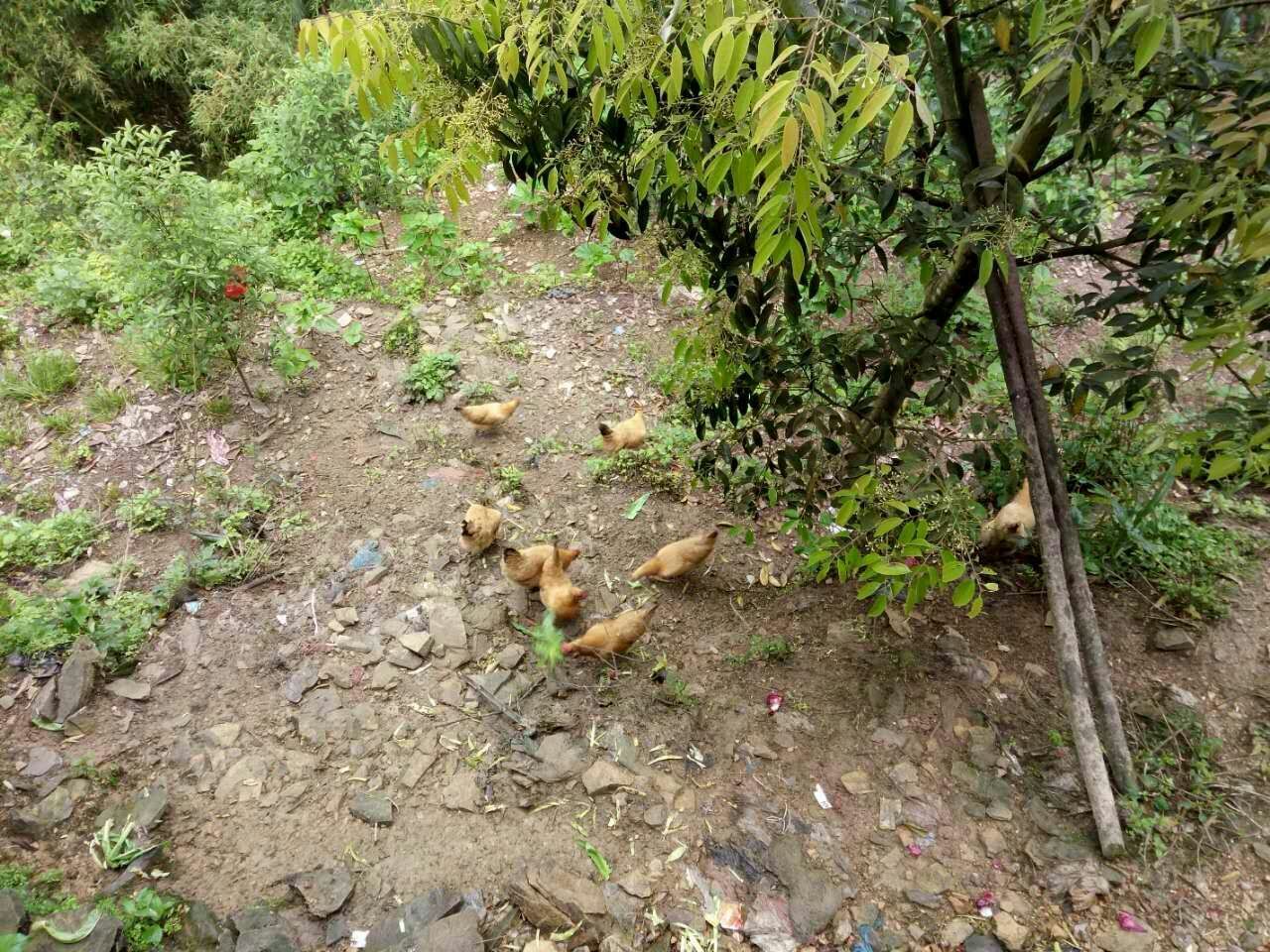 石门土鸡湖南常德市临澧县_批发_供应-一亩田