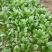 全能菠菜15~20厘米