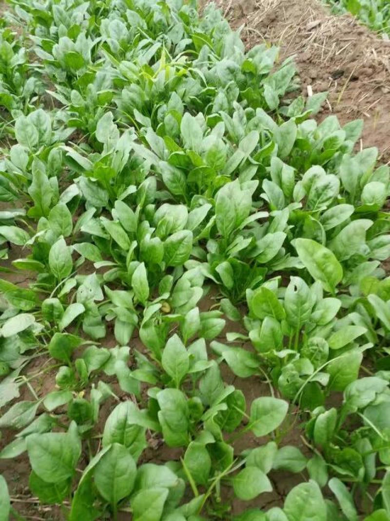 全能菠菜15~20厘米