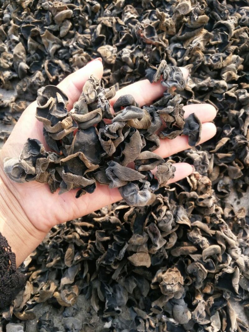 干木耳一级
