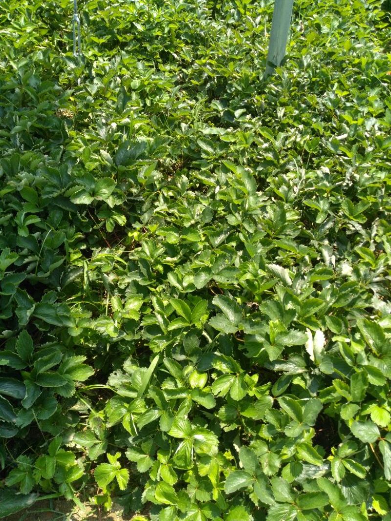 红颜草莓苗10~20cm
