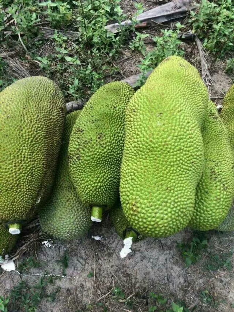 菠萝蜜10~20公斤档口批发电商代发