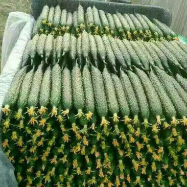刺黄瓜22~25公分鲜花带刺，诚信瓜果蔬菜供应链供应