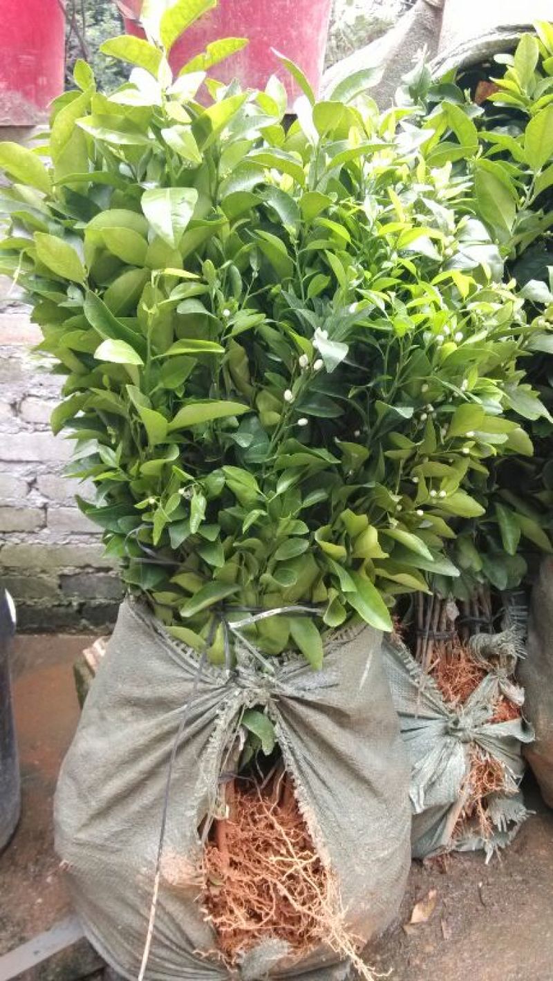 沙糖桔苗50~80cm