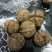 野生核桃30mm以上去皮干