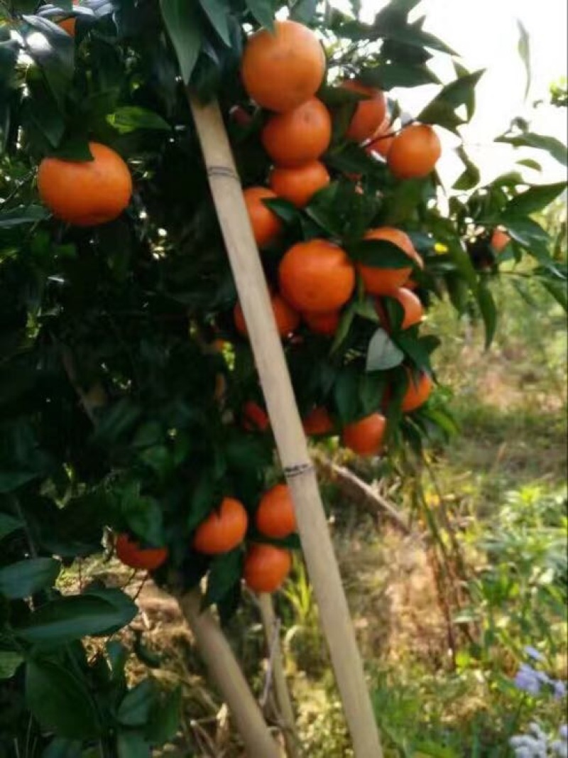 沃柑
