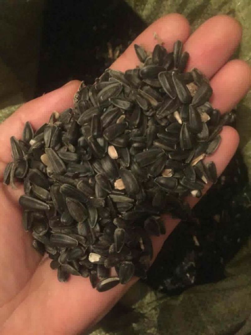 油菜籽1